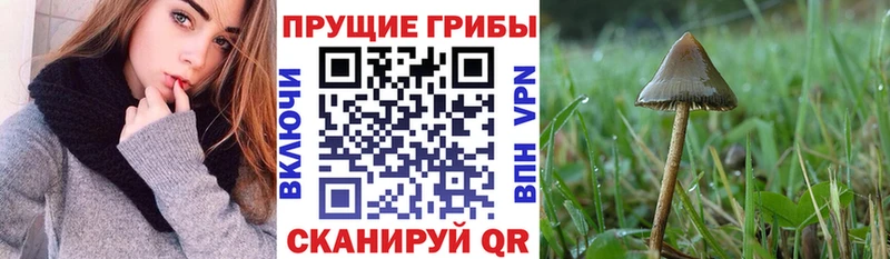 хочу   Суровикино  Галлюциногенные грибы Psilocybe 